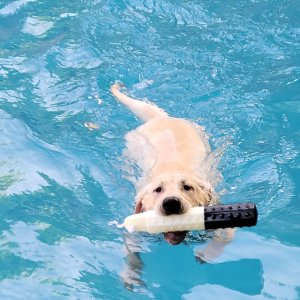 Pointing Labrador Dog