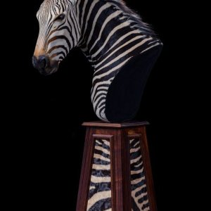 Zebra Pedestal Mount Taxidermy