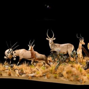 Multiple Full Mount Taxidermy