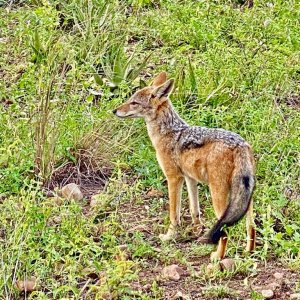 Jackal Limpopo South Africa