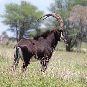 Sable South Africa