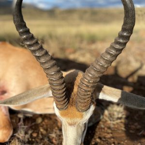 Springbok Hunting South Africa