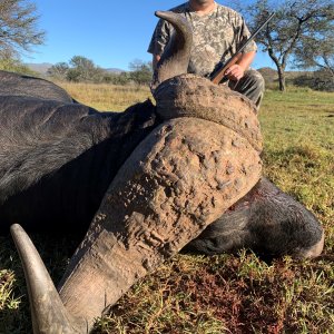 Buffalo Hunting South Africa