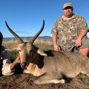 Common Reedbuck Hunting South Africa