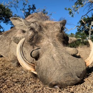 Warthog Hunting South Africa