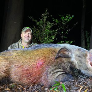 Bushpig Hunting South Africa