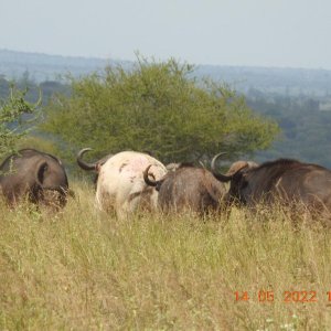 Rare White Buffalo