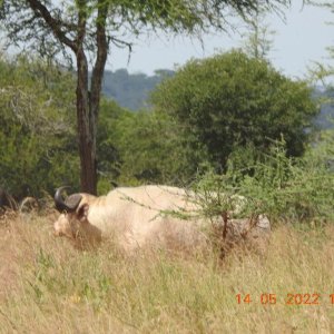 Rare White Buffalo