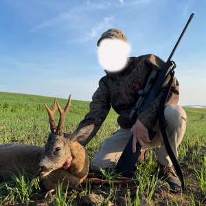 Roe Deer Hunt Romania