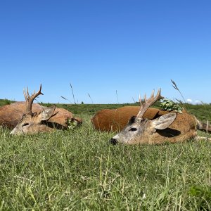 Roe Deer Hunting Romania