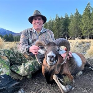 Bighorn Sheep Hunt Argentina