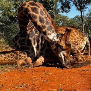 Giraffe Hunting South Africa