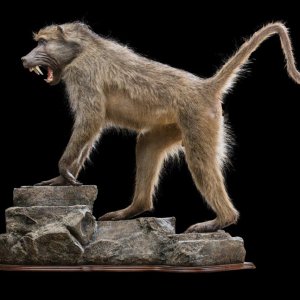 Baboon Full Mount Taxidermy