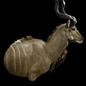 Kudu Wall Pedestal Mount Taxidermy