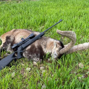 Beceite Ibex Hunt Spain