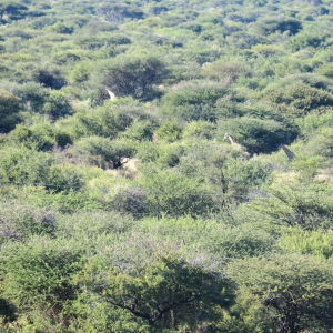 Giraffe Namibia