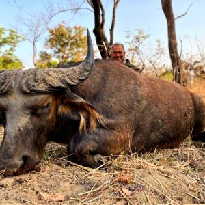 Western Buffalo Hunting North Cameroon