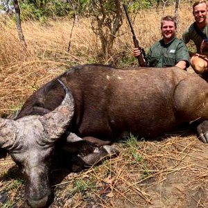 Western Buffalo Hunting North Cameroon