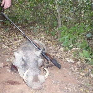 Warthog hunted with CAWA in CAR