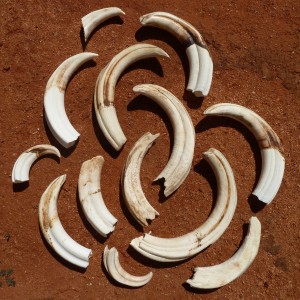 Warthog Tusks