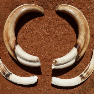 Warthog Tusks