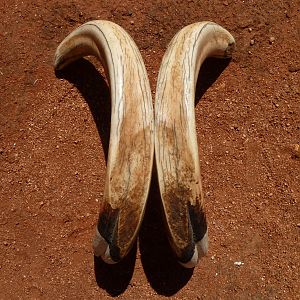 Warthog Tusks