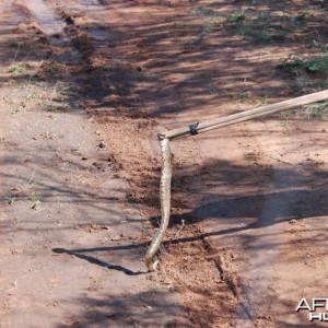 Puff Adder South Africa