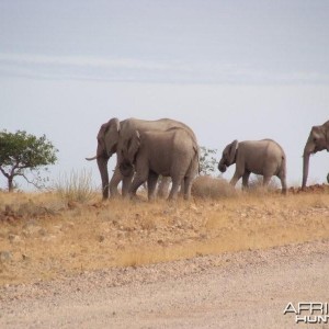 Elephants