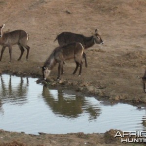 Waterbucks