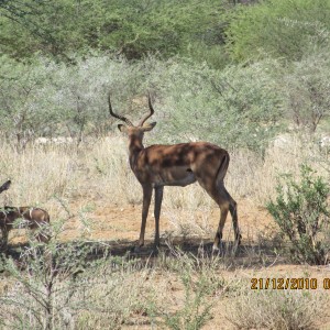 Impala