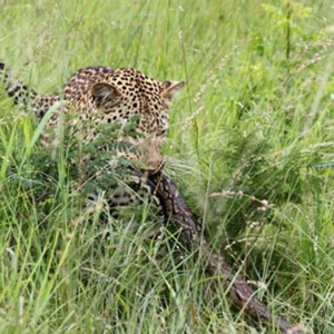 Tug of War African Bush Style