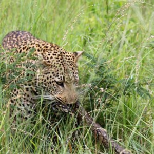 Tug of War African Bush Style