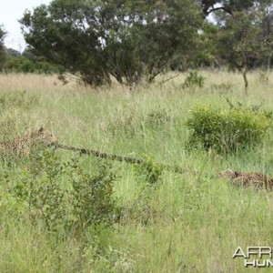 Tug of War African Bush Style