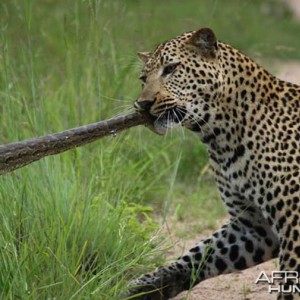 Tug of War African Bush Style