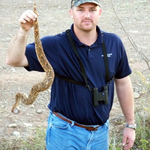 Puff Adder South Africa