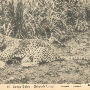 Leopard Hunting in Congo