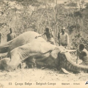 Elephant Hunting in Congo