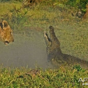 Lionesses kill Crocodile