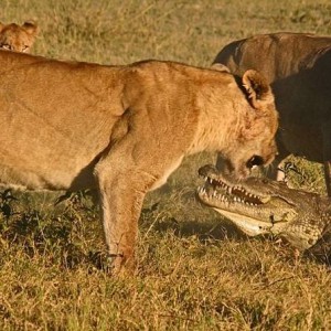 Lionesses kill Crocodile