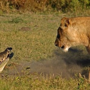 Lionesses kill Crocodile