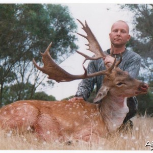 Fallow buck, Aus.