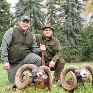 Hunting Golden trophy mouflon Czech republic