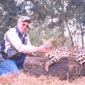 Hunting Serval