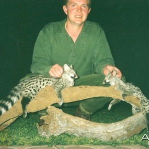 Hunting Genet Cat