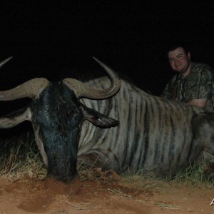 Hunting Blue Wildebeest