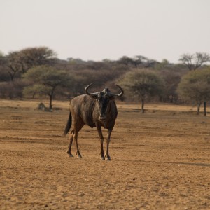 Blue Wildebeest Namibia