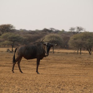 Blue Wildebeest Namibia