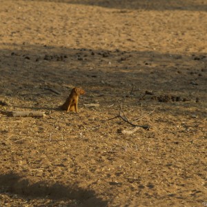 Red Mangoose Namibia