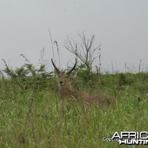 Reedbuck Ram In Typical Habitat