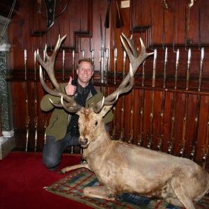 Red Stag Scotland